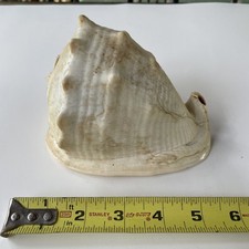 Vintage large horned for sale  Montevideo
