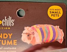 Small pet guinea for sale  Hunker