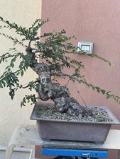 Pre bonsai olmo usato  Modica