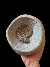 Rare androgynoceras ammonite for sale Rare androgynoceras ammonite for sale  DORCHESTER
