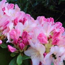 Rhododendron yakushimanum comp for sale  UK