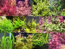 45x aquarium plant for sale  Lincoln