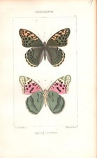Farfalle argynnis stampa usato  Napoli