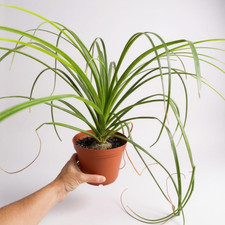 Ponytail palm elephant for sale  Escondido