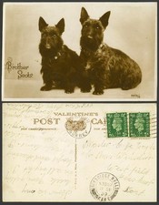scottish terrier puppies for sale scottish terrier puppies for sale UK
