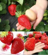Fragola gigante semi usato  Reggio Calabria