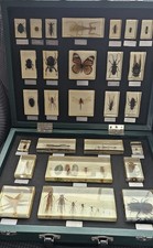 beetle insect for sale  SANDWICH