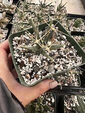 Leuchtenbergia principis cactu for sale  Garden Grove
