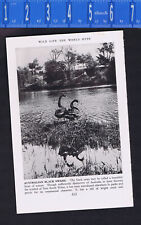 Australian black swans for sale  Enterprise