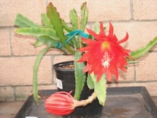 Large epiphyllum mrs. for sale  Santa Ana