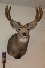 Mule deer head for sale  Brandon