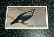 Gallaher zoo tropical for sale  LEIGHTON BUZZARD