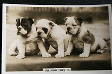 English bulldog puppies for sale  DERBY