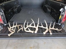 deer hunting dogs for sale deer hunting dogs for sale Hillsboro