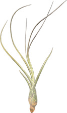 Tillandsien tillandsia butzii gebraucht kaufen  Duisburg