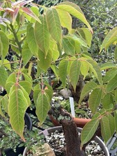 Bursera arborea commiphora for sale  Springfield