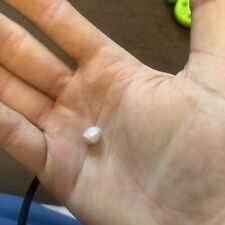 Pearl oyster for sale  MARCH