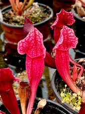 Sarracenia purpurea charmaine for sale  BUDE