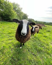 Pedigree zwartble raw for sale  HORSHAM