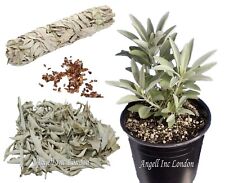 Grow white sage for sale Grow white sage for sale  ELY