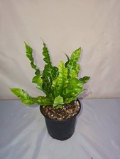 Asplenium nidus crispy for sale  Niagara Falls