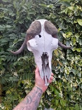 Taxidermy rare stag for sale  KINGSWINFORD