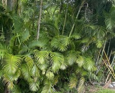 100 sementes de palmeira Areca Oahu Havaí, palmeira de bambu, bengala dourada, palmeira amarela comprar usado  Enviando para Brazil