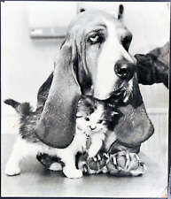 cuccioli basset hound usato  Roma