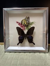 Blue peacock real for sale  East Taunton