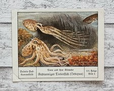 Achtarmig tintenfisch ctopus gebraucht kaufen  Gießen