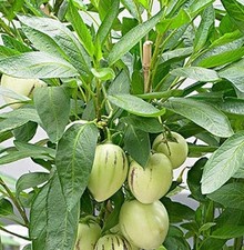 Pianta pepino usato  Terlizzi
