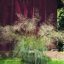 Eragrostis elliottii blue for sale  UK