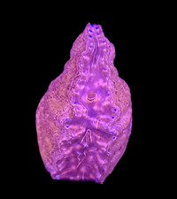 Hippopus clam rare for sale  Haslet