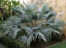 Brahea armata blue for sale  Las Vegas