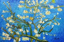 Amandier fleurs apres d'occasion  Toulon-