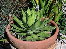 Agave lopantha thorncrest for sale  Middleburg