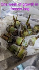 Louisiana sugar cane for sale  Buna