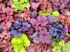 Heuchera sanguinea bressingham for sale  WELSHPOOL