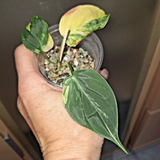 Philodendron micans high gebraucht kaufen  Neunkirchen-Seelscheid
