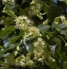 Winterlinde 100cm tilia gebraucht kaufen  Bad Zwischenahn