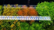Nano tank plant for sale  SHEFFIELD