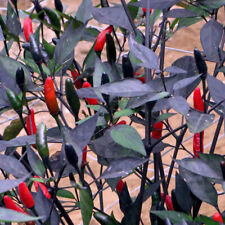 Pepper hot chilli for sale Pepper hot chilli for sale  NOTTINGHAM