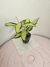 Heavenly hoya hoya gebraucht kaufen  Bad Bramstedt