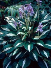 Risky business hosta gebraucht kaufen  Mutterstadt