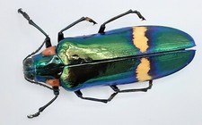 Buprestidae megaloxantha bicol gebraucht kaufen  Wadern