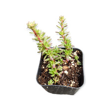 Portulaca gilliesii purple for sale  Morgan Hill
