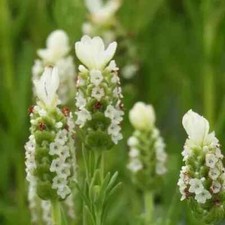 Lavender snowman white for sale  NORTHWICH