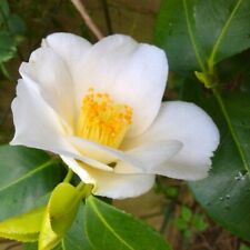 White camelia japonica for sale  ASHFORD