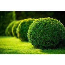 Gal. green gem for sale  Detroit