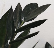 Angebot zamioculcas schwarze gebraucht kaufen  Erfurt